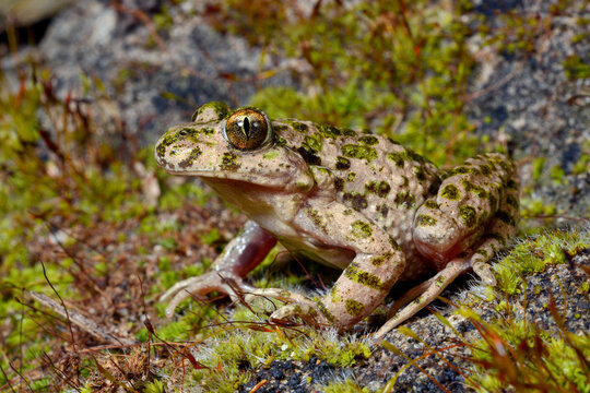 Sapinho-de-verrugas-verdes-lusit&acirc;nico // Portugiesischer Schlammtaucher (Pelodytes atlanticus) - Carrapateira, Portugal