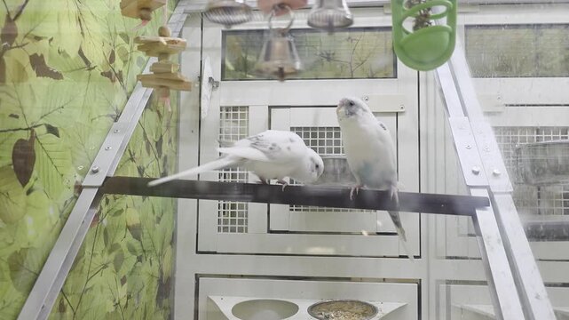 Various Birds for Sale Inside of Pet Store