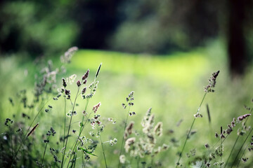 Summer green background