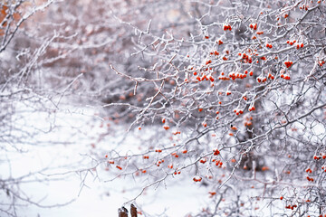 Winter atmospheric landscape with frost-covered dry plants during snowfall. Winter Christmas background