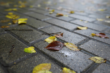Lively closeup of falling autumn leaves with vibrant backlight from the setting sun