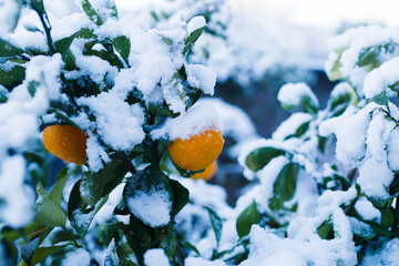 雪が積もったみかんの木