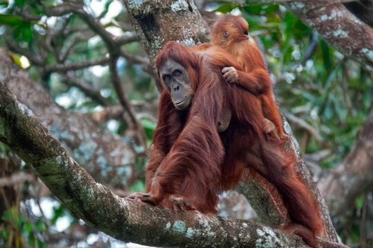 Orang outan avec son b&eacute;b&eacute; sur les &eacute;paules - Pongo pygmaeus - sur une branche d'arbre dans la for&ecirc;t