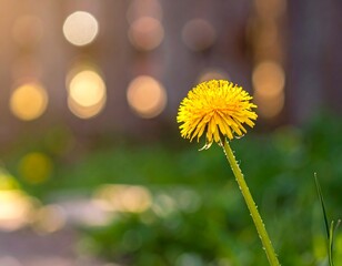 Bright yellow dandelion in focus against a bokeh background with green grass and blurred light spots