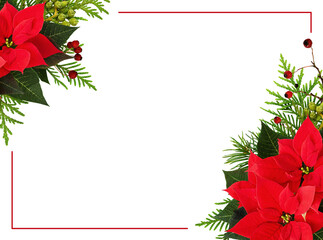 Christmas poinsettia flowers and evergreen twigs with red berries in a corner holiday arrangements with frame isolated on white or transparent background