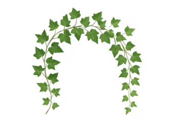 Green ivy leaves arch creating a natural border