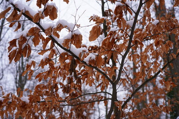 Nahaufnahme einer jungen Rotbuche mit braunen Bl&auml;ttern und Schnee im Winter