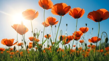Fototapeta premium Vibrant spring poppies blooming in a field as winter fades away