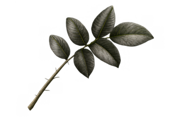 Rose stem featuring pinnate leaves with a dark green and grey texture, including visible veins and small thorns