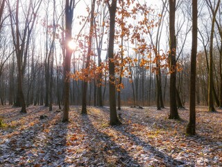 Bare trees illuminated by the morning sun. Autumn forest with fallen leaves. Beautiful November landscape.