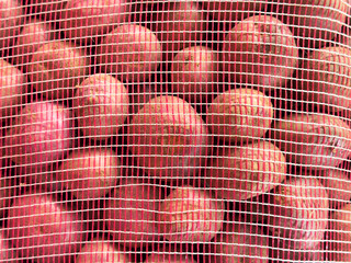 Red potatoes filling mesh bag, ready for market