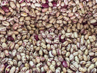 Cranberry beans showing speckled pattern and texture