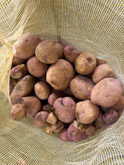 Fresh organic potatoes in mesh bag for sale