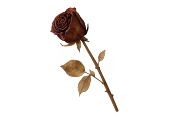 Withered red rose showing decay and end