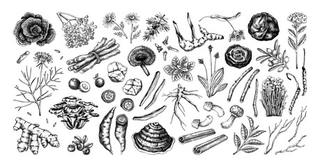 Vintage apothecary, traditional medicine ingredients set. Medicinal herbs, roots, mushrooms hand drawn vector illustration in sketch style. NOT AI generated. 