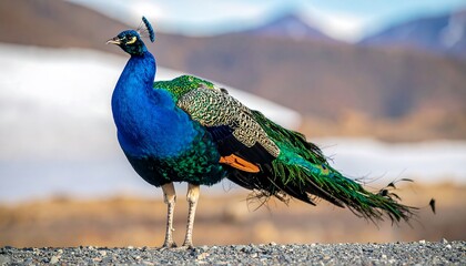 Obraz premium Brilliant peacock displays regal plumage, standing proudly against blurry mountain backdrop in natural environment