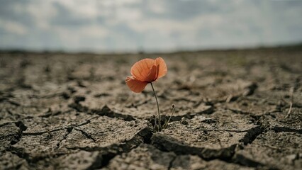 Resilience in Bloom: A delicate, vibrant poppy stands tall amidst parched, cracked earth, a testament to nature's tenacity against the odds. It is a symbol of hope.