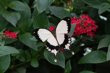 African white swallowtail butterfly Papilio dardanus
Papilio dardanus - Afrikaanse page -male on red leaves