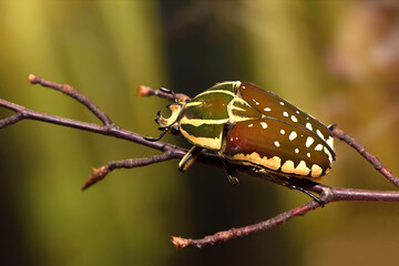  Mecynorhina polyphemus
a Mecynorhina polyphemus beetle on a branch