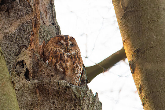 Sitting tawny owl
an tawny owl sitting in a treenest