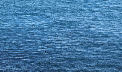 Fototapeta premium Fish swimming in the water