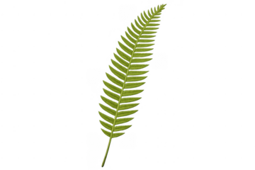 Green fern frond on transparent background