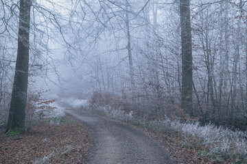 Forest path through a fog-shrouded and frost-covered forest in the Lower Taunus.