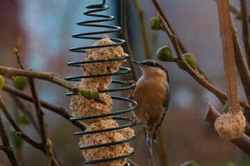 Kleiber an der Futterstelle.