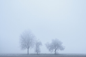 Trees, bushes, and meadows covered in hoarfrost on a foggy winter day in the Lower Taunus Mountains.