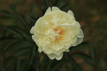 Summer garden, macro shot of a peony flower. Ideal for design and background.