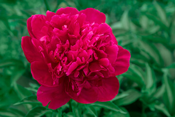 Close-up of a red peony in the garden. Dark red peony flower