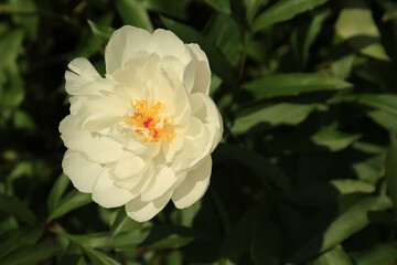 close-up of a peony, most likely a herbaceous variety with a semi-double flower shape.