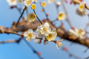 晴天の青空を背景に太陽の光を浴びて輝く白い梅の花
