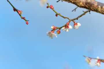 広がる青空と梅の蕾が並ぶ枝のコピースペースがある背景素材