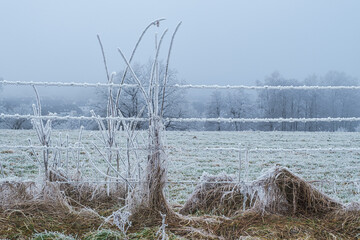 Close-up of barbed wire covered in hoarfrost in a pasture in the Lower Taunus Mountains.