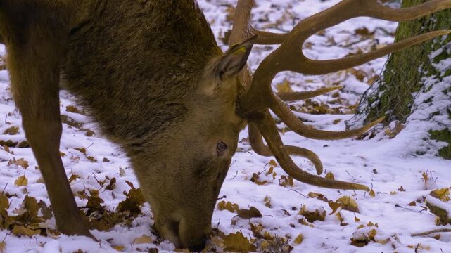 Close up of red deer buck  standing around the forest in the winter on a snowy and cloudy day in january., searching for food