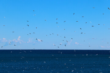 Gulls pigeons flock of birds on the beach and the ocean