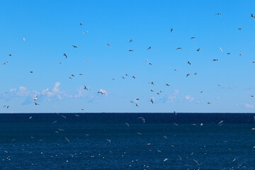 Gulls pigeons flock of birds on the beach and the ocean