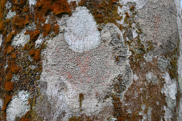 A large and white lichen is growing on the trunk surface of a rubber tree