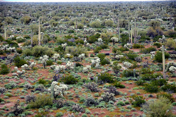 Landscape Sonoran Desert Arizona