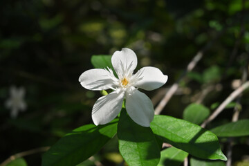 View of a coral swirl flower blooming on a twig while facing rays of sunlight