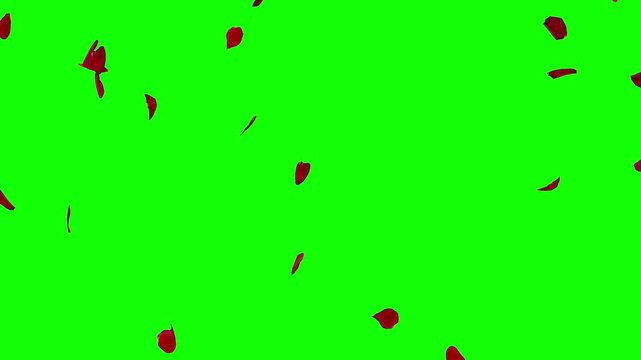 Falling red rose petals motion graphics with green screen background
