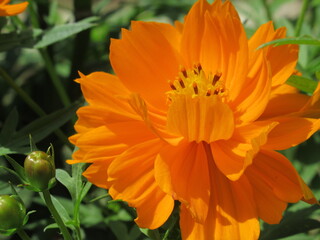 Zbliżenie na kwiat rośliny z gatunku Cosmos sulphureus © Kumulugma