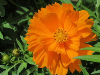 Zbliżenie na kwiat rośliny z gatunku Cosmos sulphureus © Kumulugma