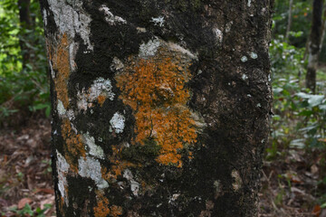 View of orange color lichen growing on an aged rubber tree trunk