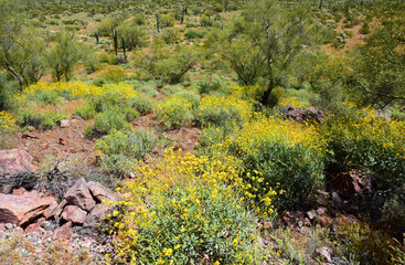 Landscape Sonoran Desert Arizona