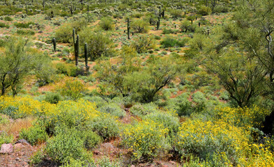 Landscape Sonoran Desert Arizona