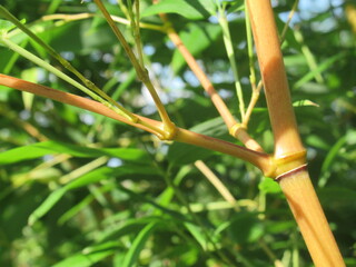 Zbliżenie na pędy bambusa ogrodowego © Kumulugma