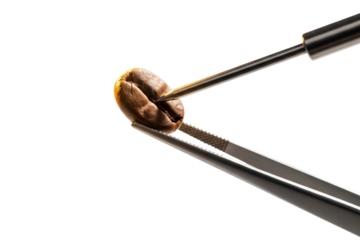 Single roasted coffee bean held by tweezers for quality inspection on a transparent background