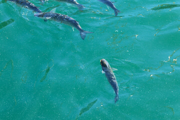 Fototapeta premium Fish swimming in the water
